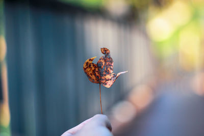 Close-up of hand holding leaf