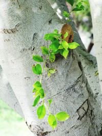 Close-up of ivy on tree trunk