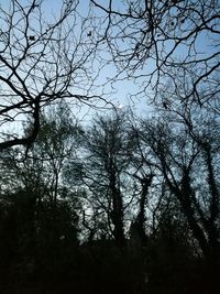 Low angle view of trees against sky