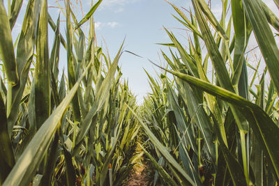 Close-up of stalks in field against sky