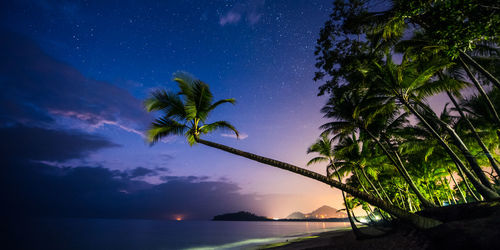 Low angle view of palm tree against sea at night