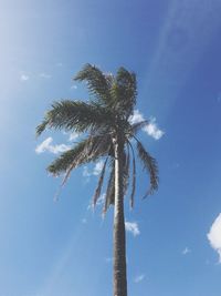 Low angle view of palm tree against blue sky