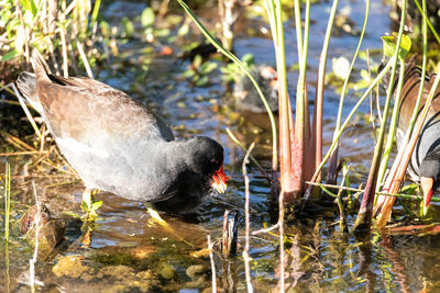 Close-up of bird drinking water
