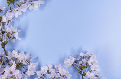 Close-up of white flowering plants against sky