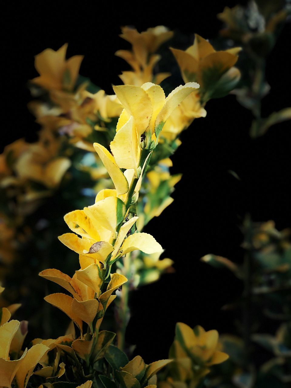 CLOSE-UP OF YELLOW FLOWERING PLANT DURING AUTUMN