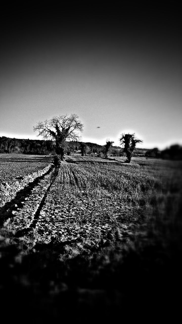 landscape, clear sky, field, rural scene, tranquility, agriculture, tranquil scene, copy space, nature, sky, surface level, farm, the way forward, growth, tree, scenics, solitude, beauty in nature, horizon over land, dirt road