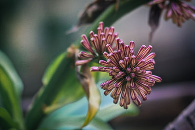 Close-up of pink flowering plant