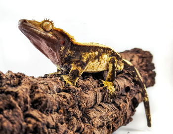 Close-up of lizard