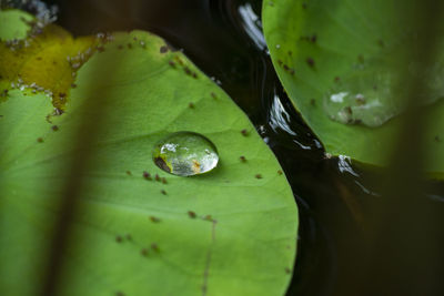 Close-up of water drops on leaves