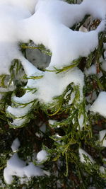 Close-up of frozen ice