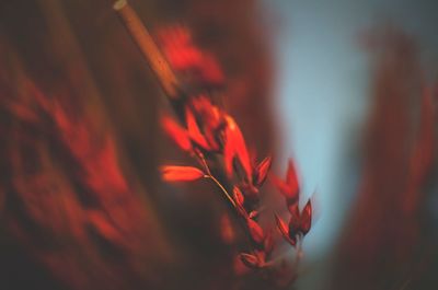 Close-up of red flower