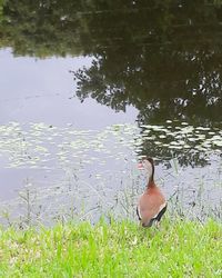 Duck swimming on lake