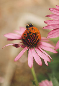 Close-up of bumble bee pollinating on coneflower