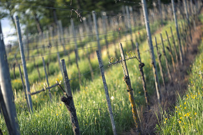 Close-up of plants growing on field