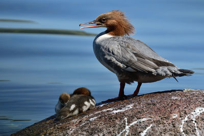 Bird perching on rock by sea