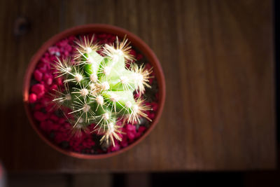 High angle view of potted cactus plant on table