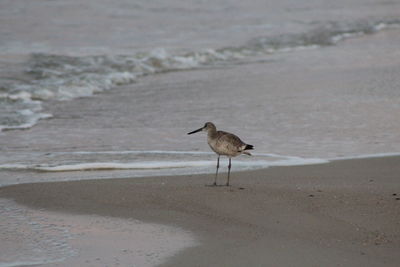 Seagull on beach