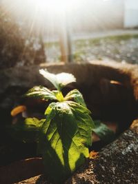 Close-up of fresh green leaf on land