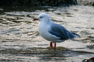 Close-up of seagull perching on beach