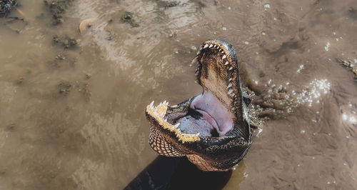 Large adult american alligator with mouth open has large teeth and waits for food