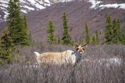 Caribou in a field