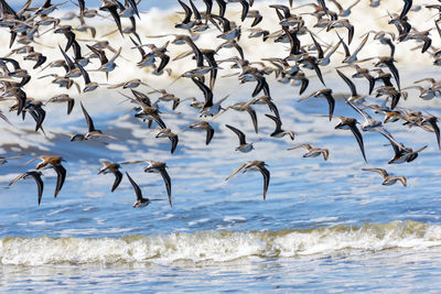 Birds flying over sea