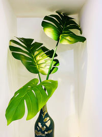 Close-up of potted plant at home