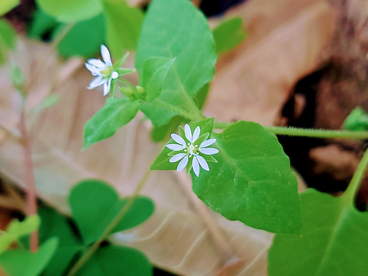 HIGH ANGLE VIEW OF FLOWERING PLANT ON GREEN LEAF