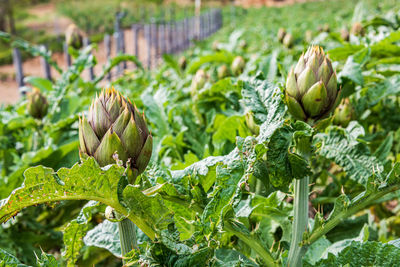 Close-up of fresh green plant in field