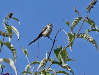 Low angle view of bird perching on plant against sky