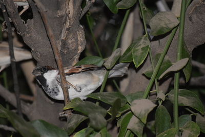 Close-up of bird on plant