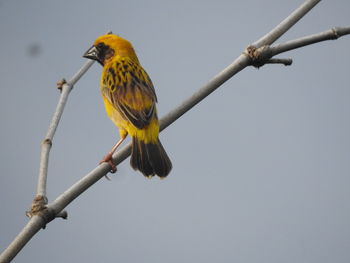 bird