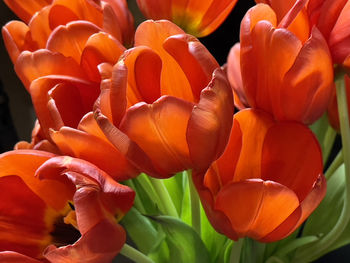 Close-up of orange tulips