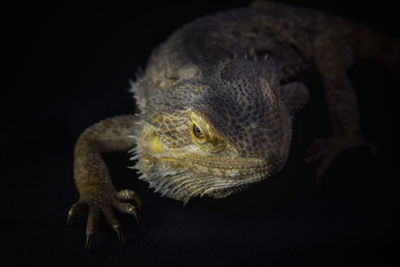 Close-up of a lizard on black background