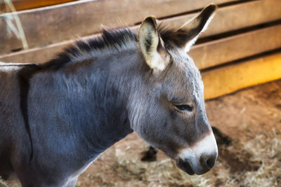 Close-up of deer