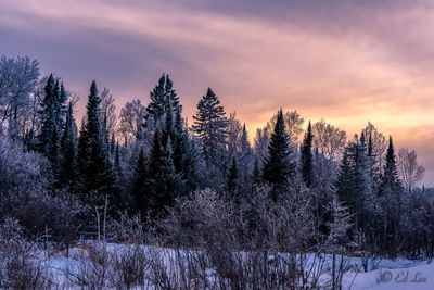 Frost in the forest