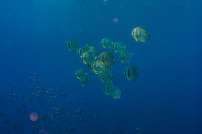 Jellyfish swimming in sea