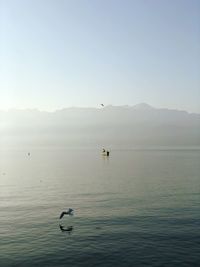 Seagull flying over lake against clear sky