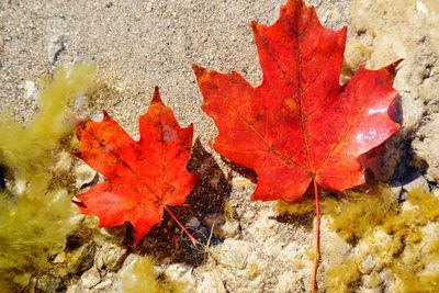 Close-up of maple leaves