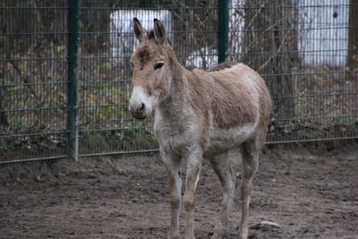 Horse in ranch