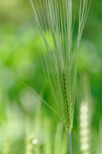 Close-up of wheat growing on field