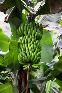 View of banana tree