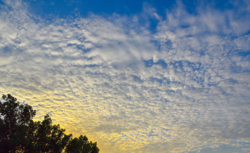 Low angle view of trees against sky during sunset