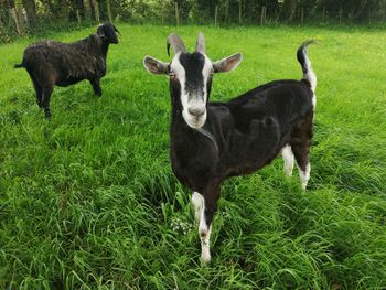 Sheep standing in a field