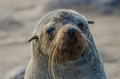 Close-up of sea lion on beach