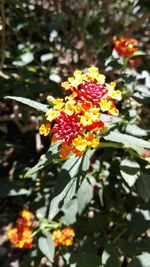 Close-up of flowers blooming outdoors