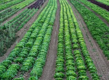 Scenic view of corn field