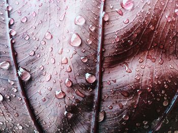 Close-up of dew drops on leaf