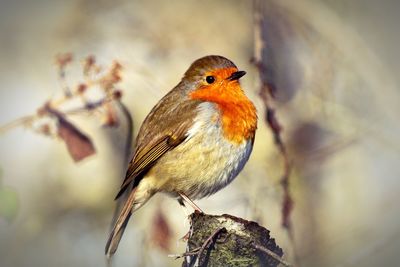 Robin perched on tree stump