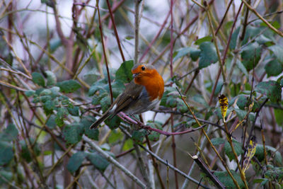 Robin perching on a tree